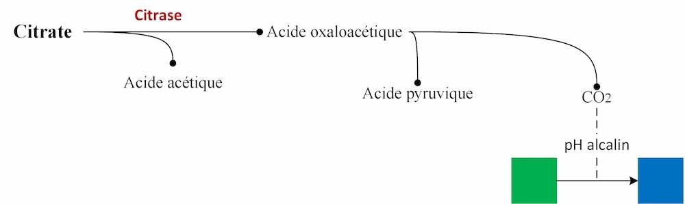 citrate de Simmons