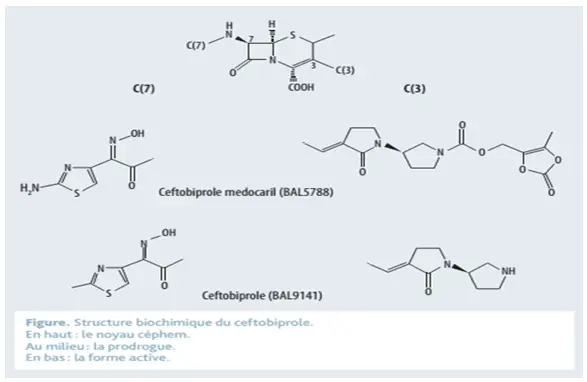  β-lactame