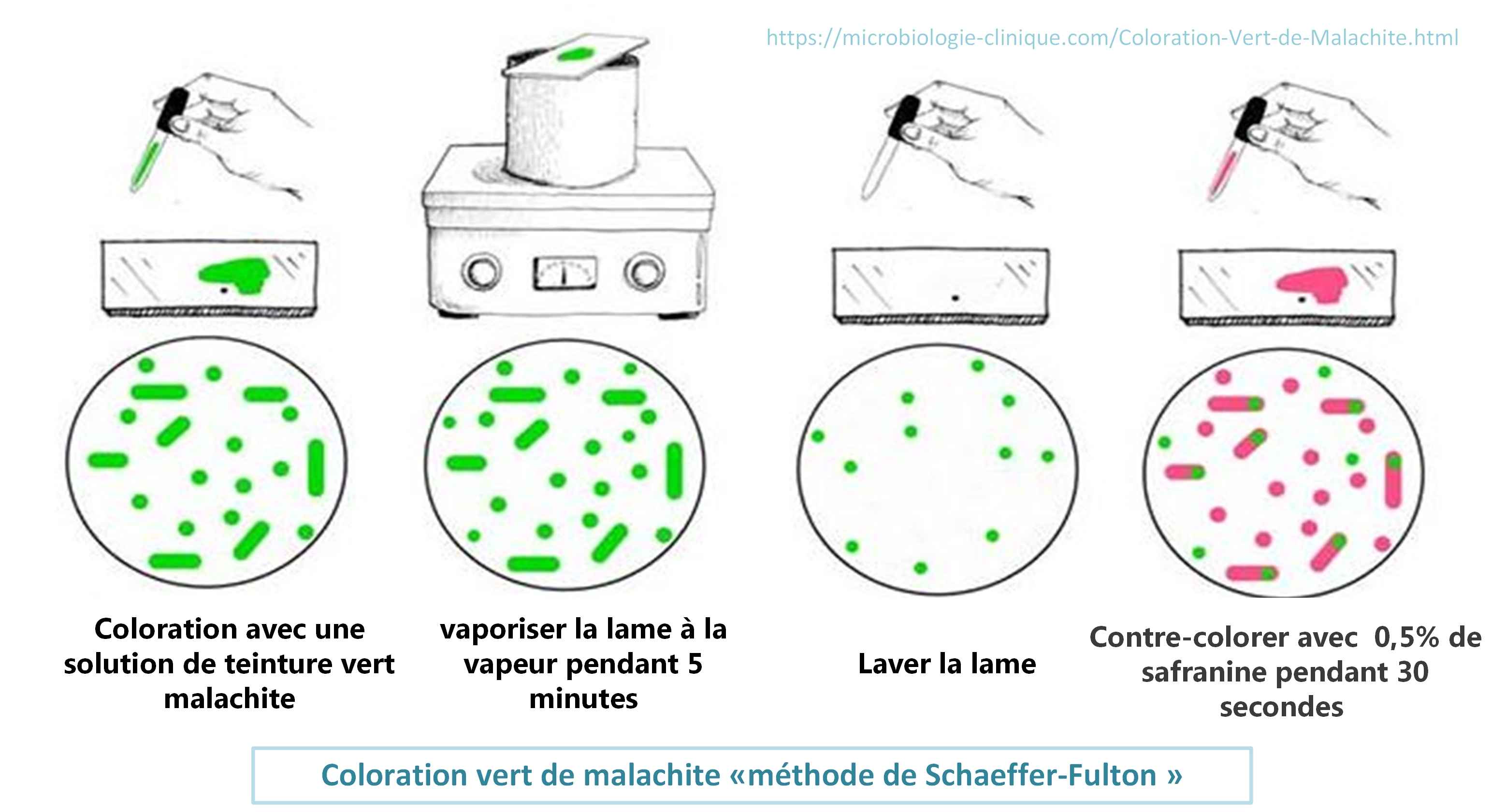 Coloration-Vert-de-Malachite