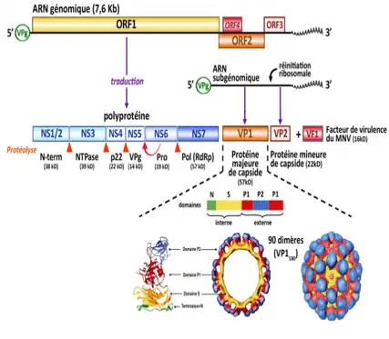 Norovirus