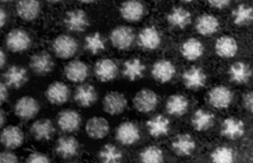 Astrovirus