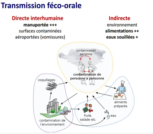 Transmission des Virus des Gastro-entérites