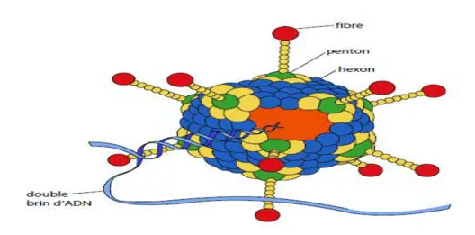 Adénovirus