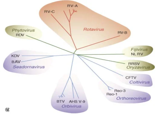 Rotavirus