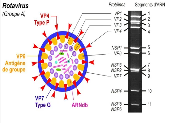 Rotavirus