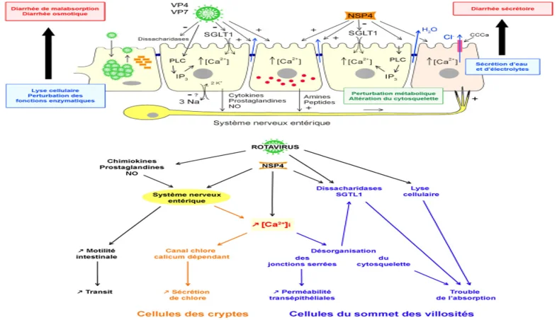 Rotavirus Physiopathologie