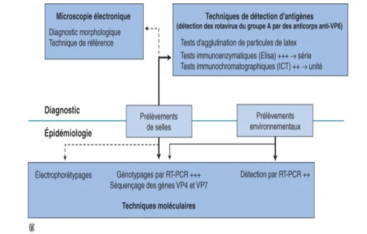 Rotavirus