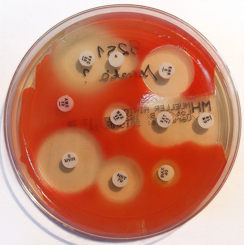 Serratia on Mueller - Hinton