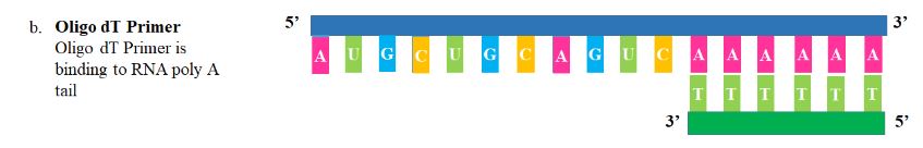 RT-PCR