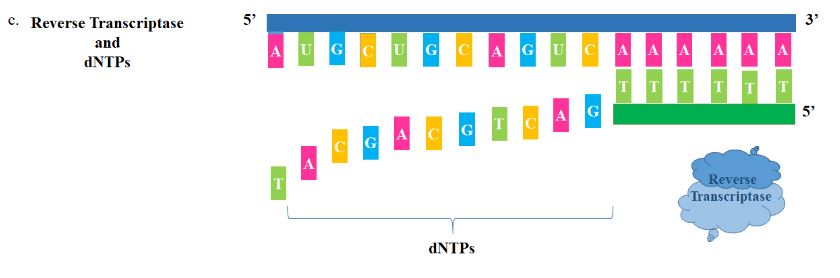 RT-PCR
