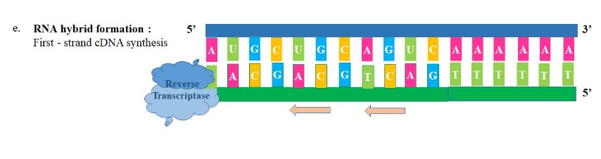 RT-PCR