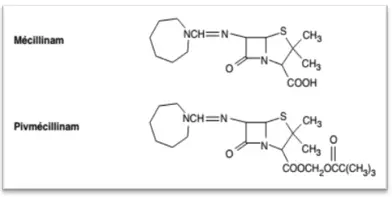 cycle β-lactame