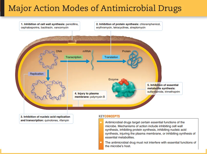 Mode of action of antibiotics