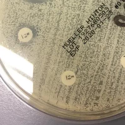 colonies individuelles Antibiogramme