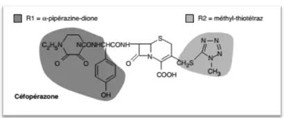 cycle β-lactame