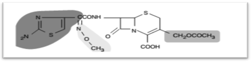 cycle β-lactame