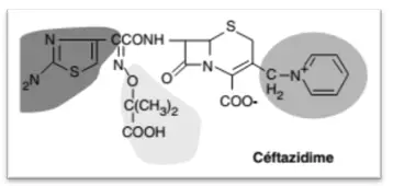 Ceftazidime