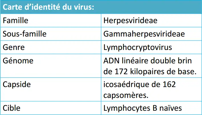 Epstein-Barr virus 