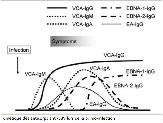 Epstein-Barr virus 