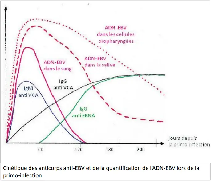 Epstein-Barr virus 