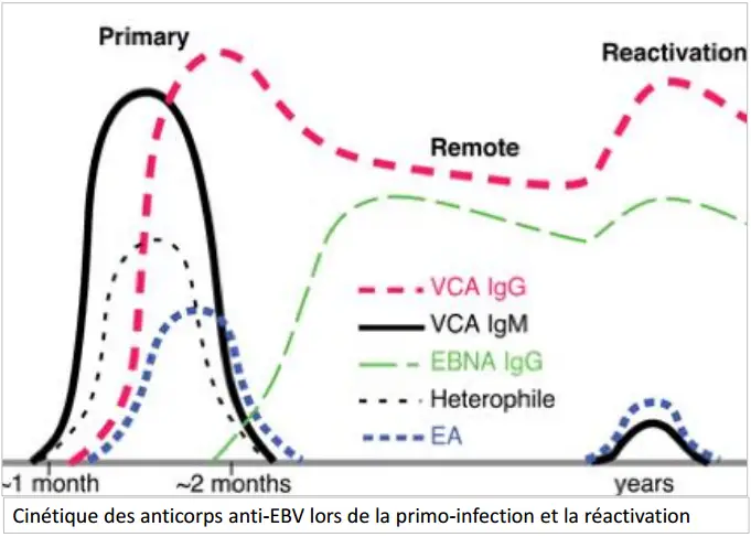 Epstein-Barr virus 