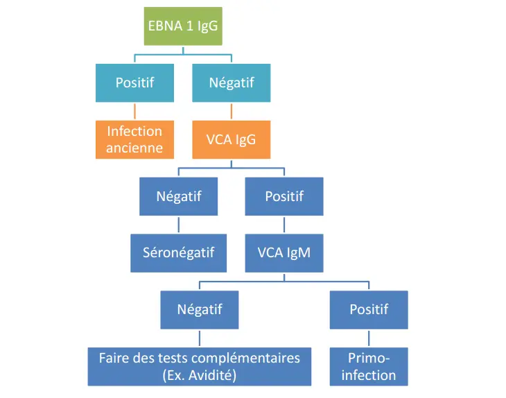 Epstein-Barr virus 