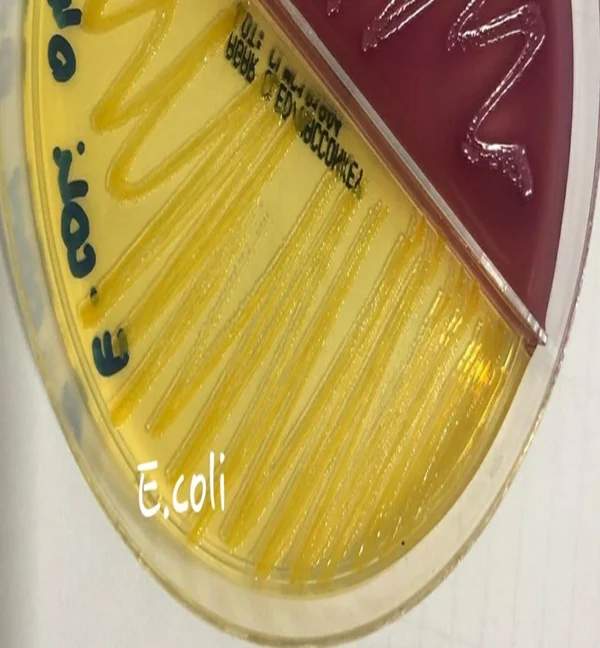 Gélose CLED ecoli