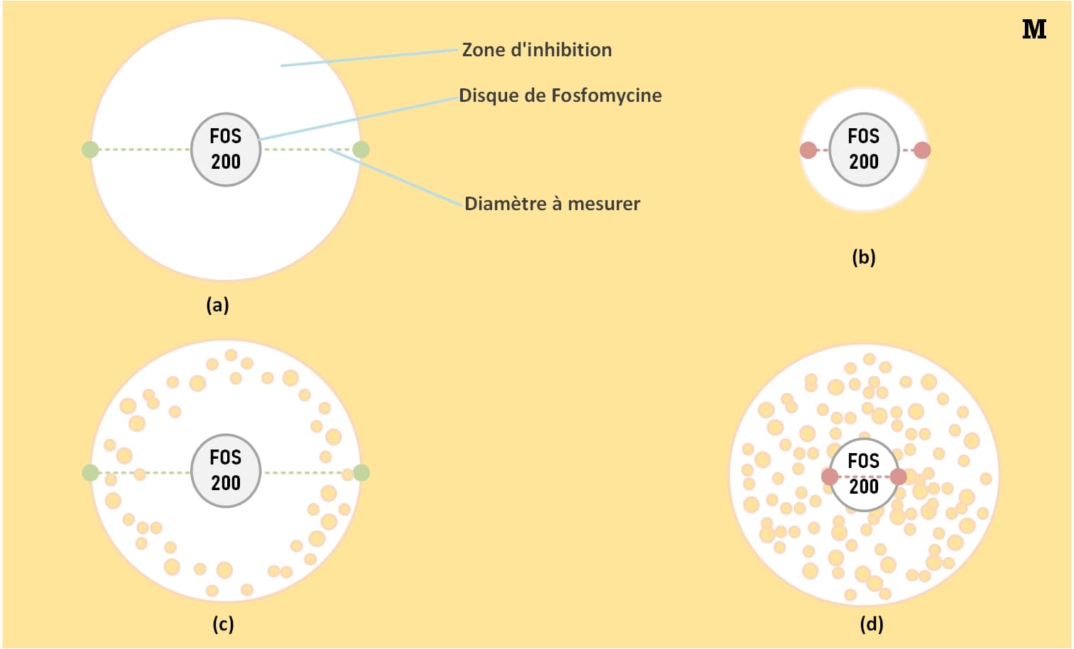 sensibilité de la fosfomycine