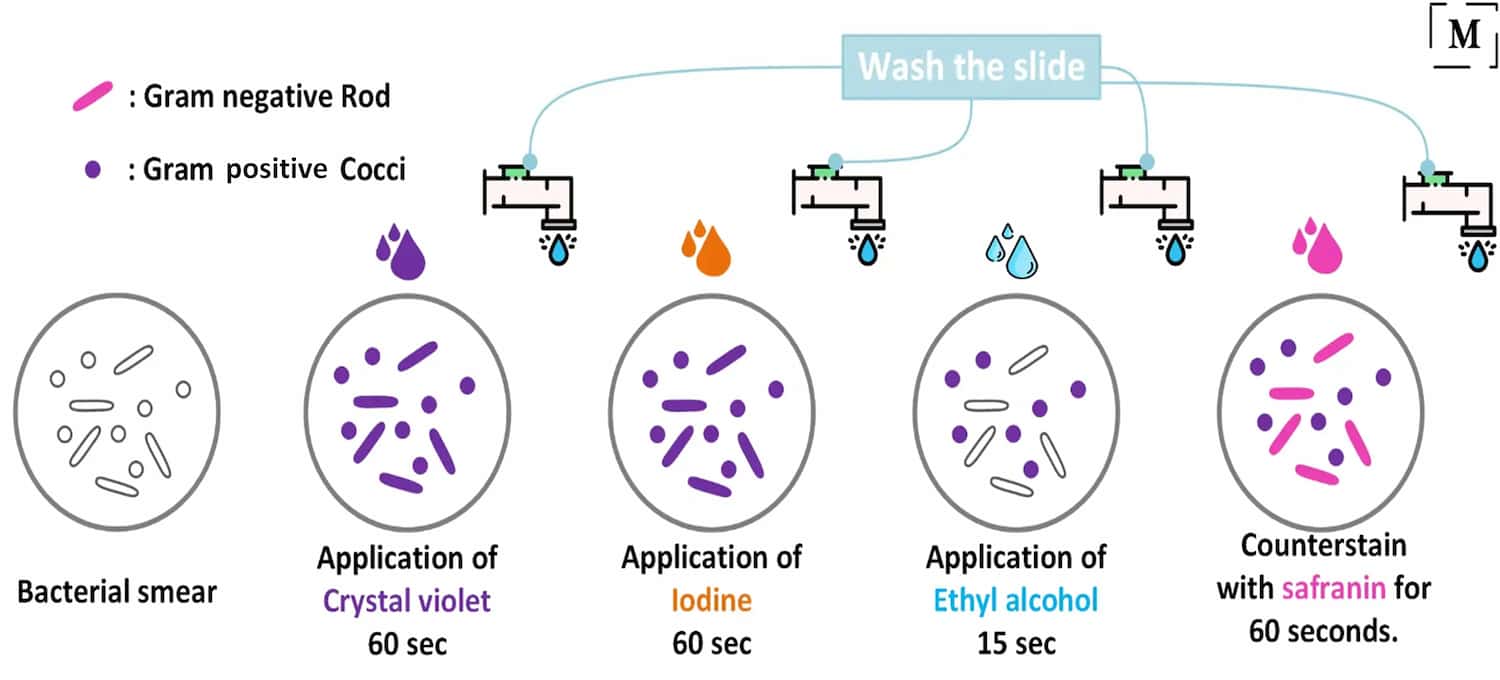 Gram staining procedure