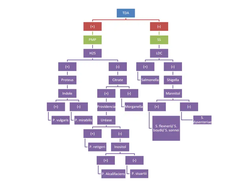 Identification of negative ONPG Enterobacteriaceae