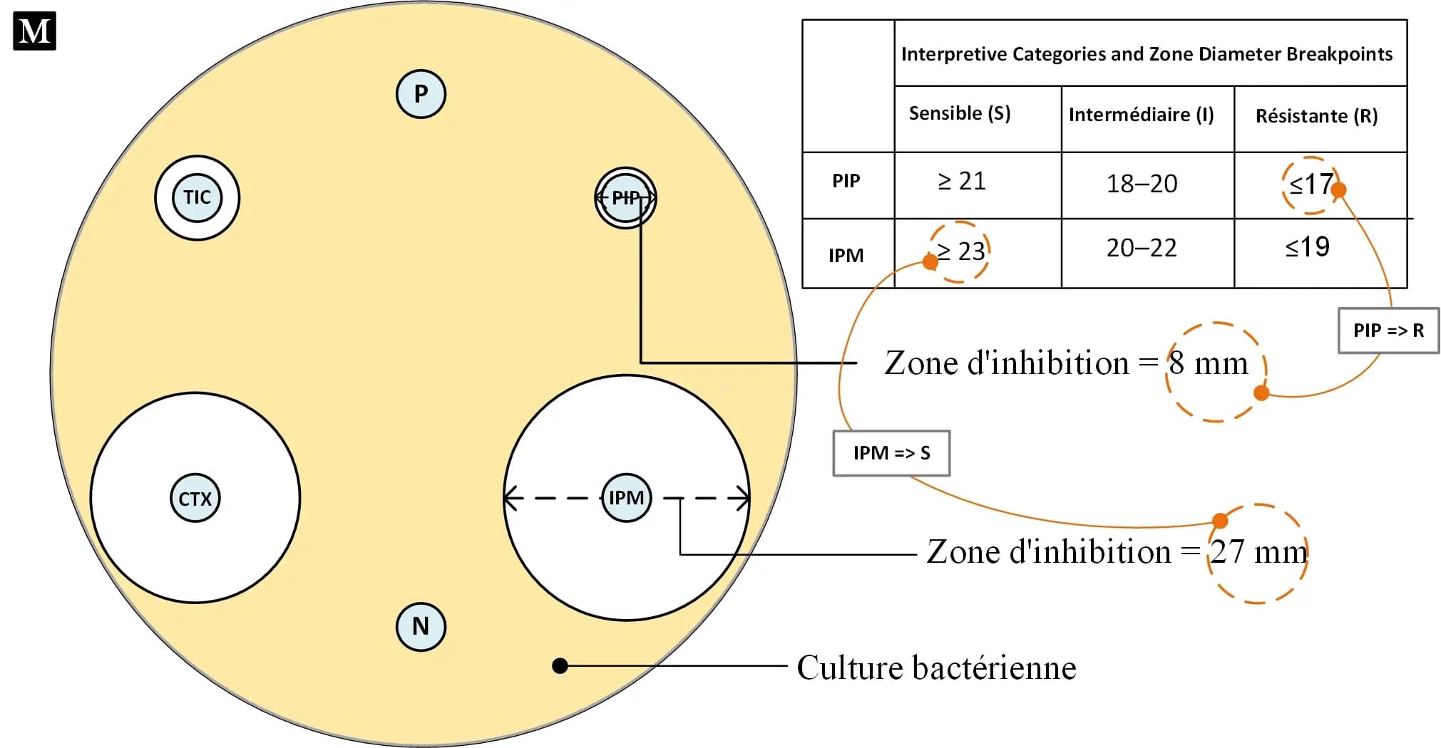 Antibiogram interpretation