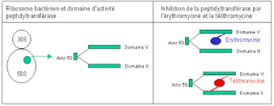 Kétolides