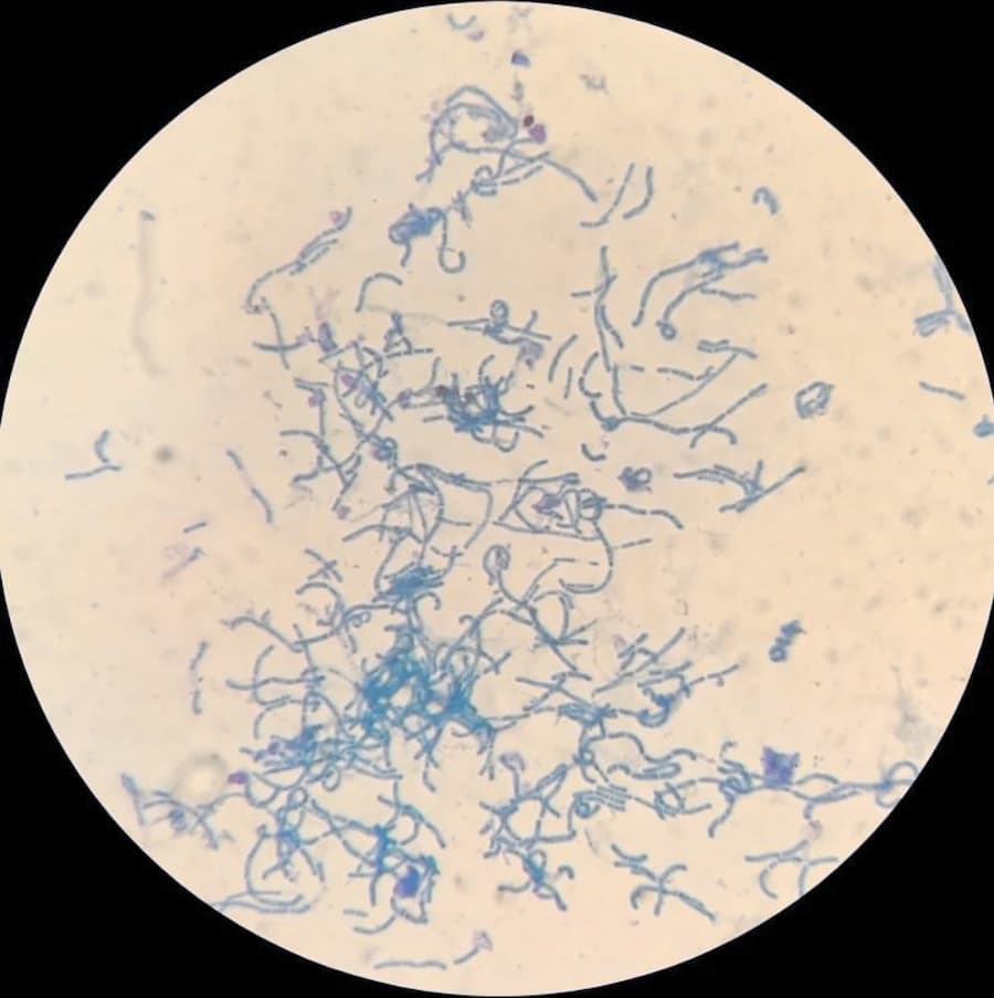 Lactobacille coloré au bleu de méthylène