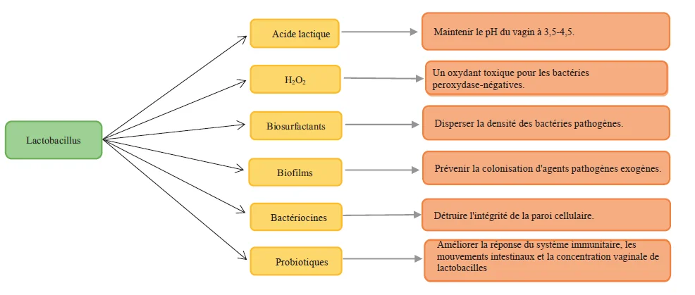 vaginose bactérienne