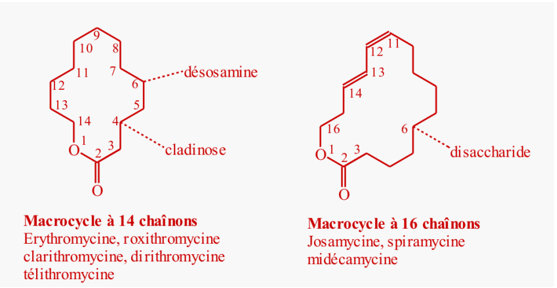 macrolide