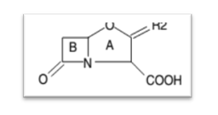 cycle β-lactame