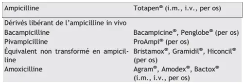 amino-pénicillines