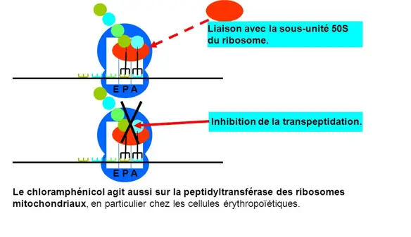  streptogramine