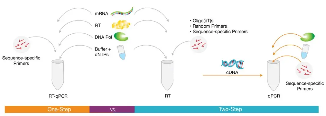 RT-PCR
