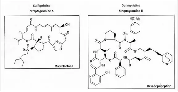  streptogramine