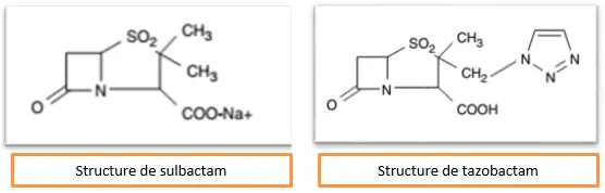 cycle β-lactame