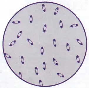 Bleu de méthylène y.pestis